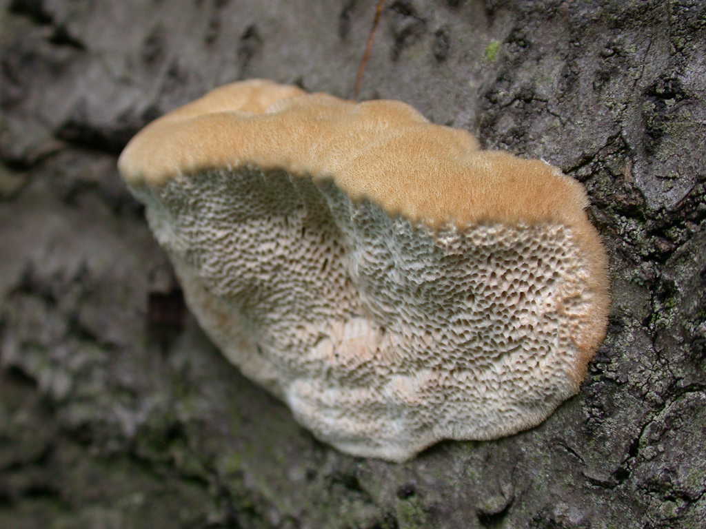 Un bellissimo peloseto ... QUIZ